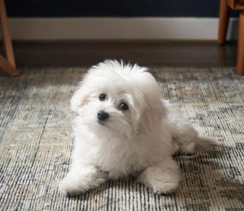 Handy Rug Tips and Guides