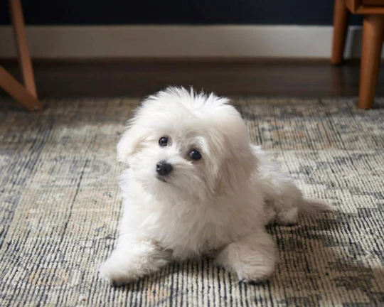 Handy Rug Tips and Guides